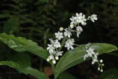 Maianthemum pallidum